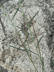 Phyllanthus incurvus