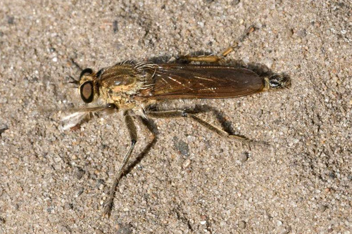 Dune Robber Fly