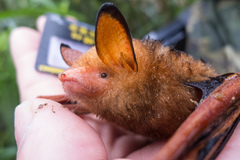 Myotis rufoniger