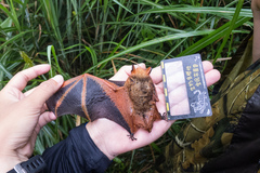 Myotis rufoniger