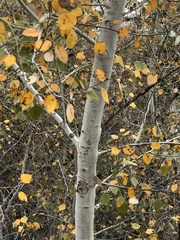 Populus alba
