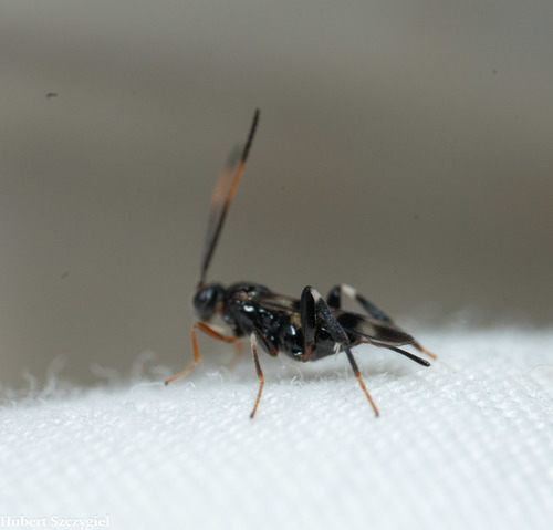 Apanteles trifasciatus observed 2021-12-18