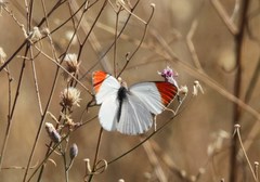 Colotis antevippe gavisa