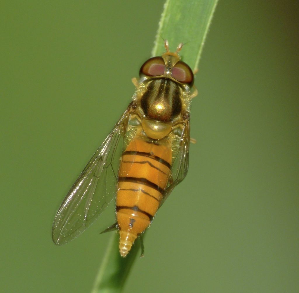 Black-banded Hover Fly