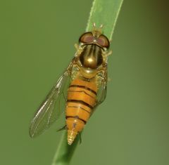 Episyrphus viridaureus