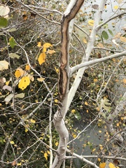 Populus alba
