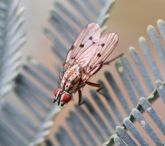 Anthomyia punctipennis