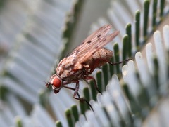 Anthomyia punctipennis