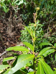 Croton verreauxii