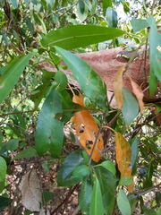 Croton verreauxii