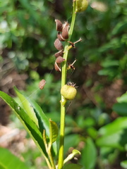 Croton verreauxii