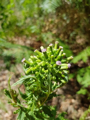 Erechtites valerianifolius