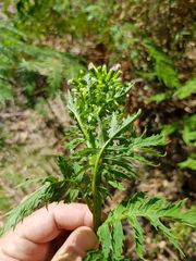 Erechtites valerianifolius