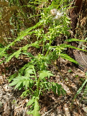 Erechtites valerianifolius