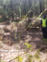 Panicum simile