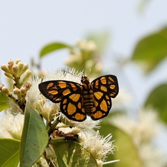 Odina hieroglyphica