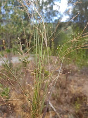 Panicum bisulcatum