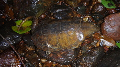 Platysternon megacephalum