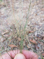 Panicum bisulcatum