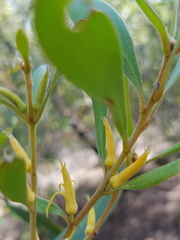 Persoonia adenantha