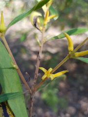 Persoonia adenantha
