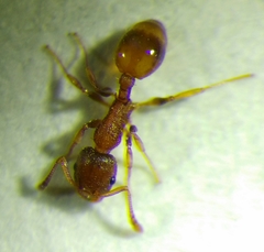 Temnothorax affinis