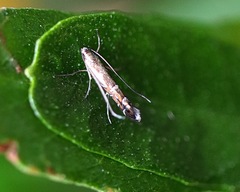 Conopomorpha heliopla