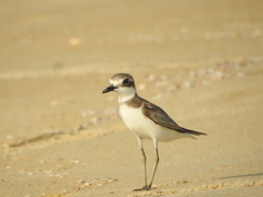 Charadrius leschenaultii