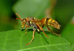 Polistes humilis synoecus