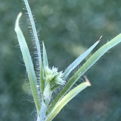 Dactyloctenium radulans