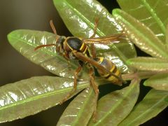 Polistes humilis synoecus