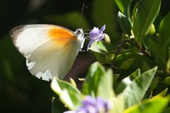 Mylothris rueppellii