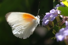 Mylothris rueppellii