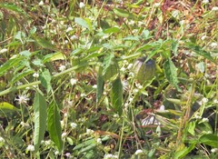 Physalis minima
