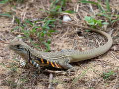 Leiolepis belliana