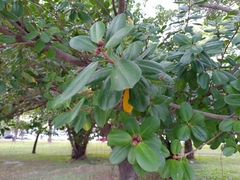 Ficus microcarpa latifolia
