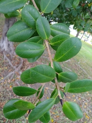 Ficus microcarpa latifolia