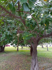 Ficus microcarpa latifolia