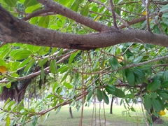 Ficus microcarpa latifolia