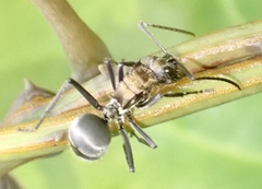 Polyrhachis militaris