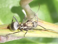 Polyrhachis militaris
