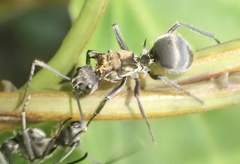 Polyrhachis militaris