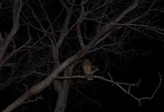 Ninox boobook boobook