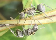 Polyrhachis militaris