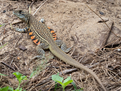 Leiolepis belliana