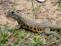 Leiolepis belliana