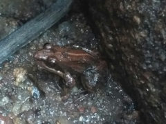 Minervarya sahyadris