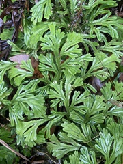 Selaginella doederleinii
