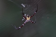Argiope mangal