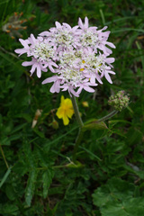 Heracleum austriacum siifolium